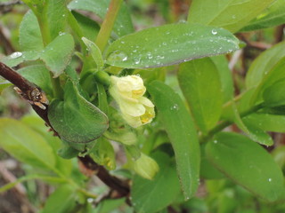 Honeysuckle flowers after rain