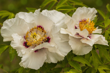 Paeonia suffruticosa, two flower peony
