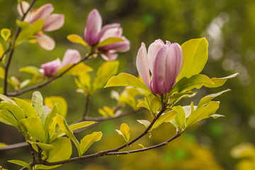 Flowering branch of magnolia  on a blurry background of green trees