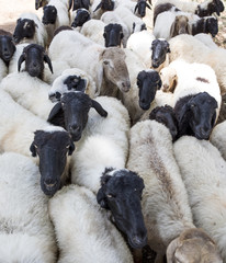 Group of Indian Goats or Sheep