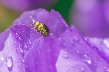 weevil insect close-up