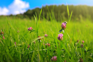 Bee on colorful clover flowers field. Summer background.