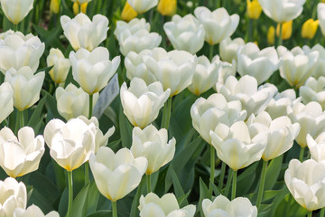 fresh colorful blooming white and yellow tulips in the spring garden