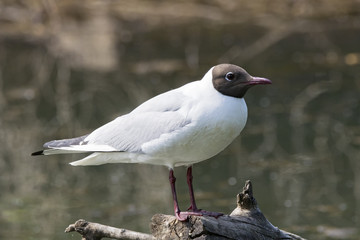 Black-headed gull sitting on wood near river. Cute common gull in city park. Bird in wildlife.