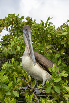 Brown Pelican (Pelecanus occidentalis) in Galapagos Islands, Ecu