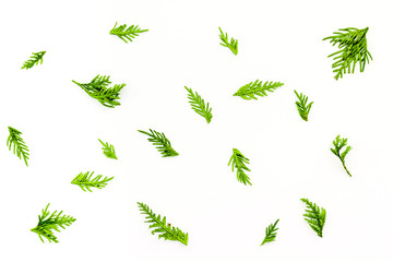 Juniper background. Juniper branches on white background top view copy space