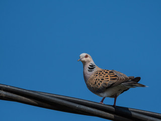 Isolated European turtle dove- Israel