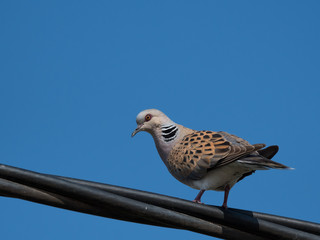 Isolated European turtle dove- Israel