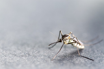 Anopheles sp. is a species of mosquito in the order Diptera, Anopheles sp. in the water for...