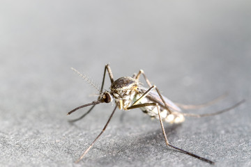 Anopheles sp. is a species of mosquito in the order Diptera, Anopheles sp. in the water for education.