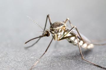 Anopheles sp. is a species of mosquito in the order Diptera, Anopheles sp. in the water for education.