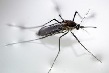 Anopheles sp. is a species of mosquito in the order Diptera, Anopheles sp. in the water for...