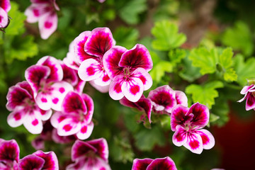 Macro closeup purple Pelargonium flowers 