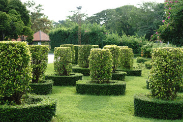 the tree garden it is very green on outdoor it very hot