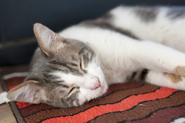 Fototapeta na wymiar Jeune chat tigré blanc endormi sur un tapis