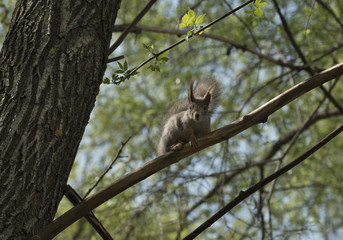 squirrel  sits on a tree branch