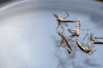 Anopheles sp. is a species of mosquito in the order Diptera, Anopheles sp. in the water for education.