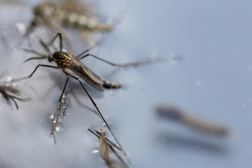 Anopheles sp. is a species of mosquito in the order Diptera, Anopheles sp. in the water for...