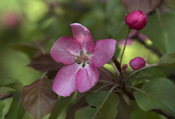 Branch of Blooming Pink Apple Tree Close Up View