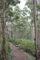 Porongurup Forest