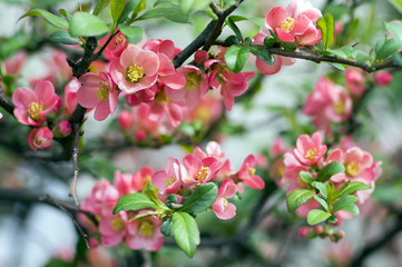 Fototapeta na wymiar Ornamental shrub Chaenomeles japonica cultivar superba with beautiful light pink petals and yellow center