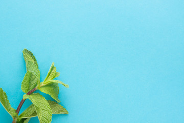 sheaf of fresh mint leaf on blue background. Top view