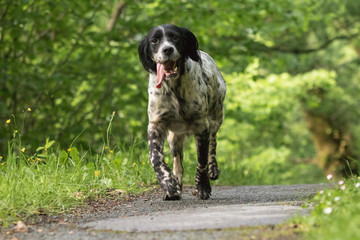 cute happy english setter in action running towards camera