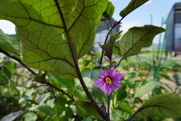 花, 植える, 自然, 緑, ピンク, 葉, サマータイム, 庭, 葉, 花, とぶ, 全盛期,...