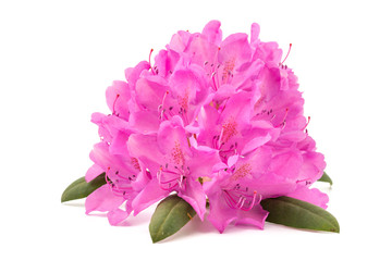 Rhododendron