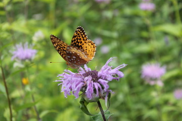 Flutterby