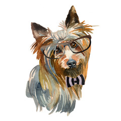 Australian silky terrier - hand painted, isolated on white background watercolor hipster dog portrait