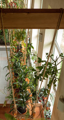 vases with suspended plants