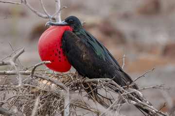 Great Frigatebird (Fregata minor) in Galapagos Islands, Ecuador