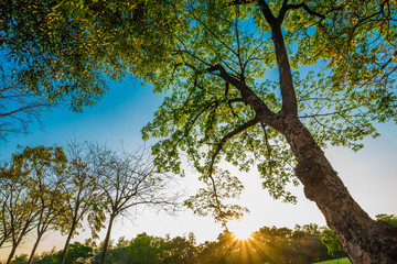 Fototapeta premium Tree in public park green meadow sunset
