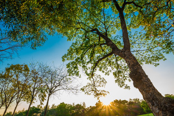 Obraz na płótnie Canvas Tree in public park green meadow sunset