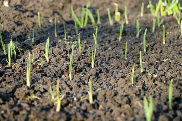 A beautiful seedling of wild grass in ground
