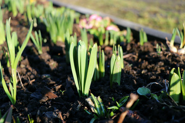 A small lives of galanthus nivalis famous as snowdrop