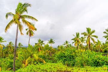 Fototapeta na wymiar Coconut Palm Forest