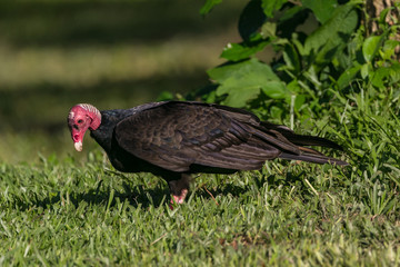 Turkey Vultures