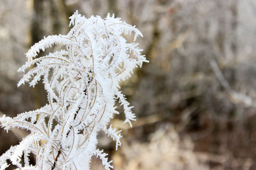 Frosty plant