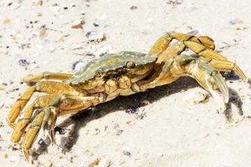 Beautiful crab crawl on the coast of the Black Sea