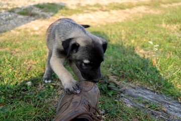 An image of a playing puppy.