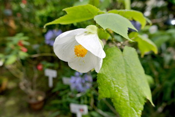 Little leaf white little flower