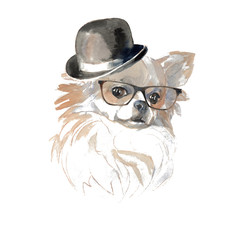 Chihuahua dog  - hand painted, isolated on white background watercolor fashion cute dog portrait