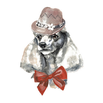 Poodle dog - hand painted, isolated on white background watercolor fashion cute dog portrait