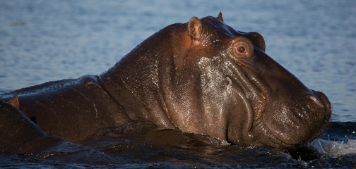 Hippo head