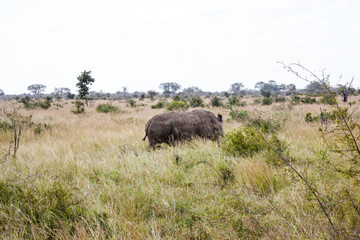 A large white rhino walks in the bush, Kruger Park, South Africa.