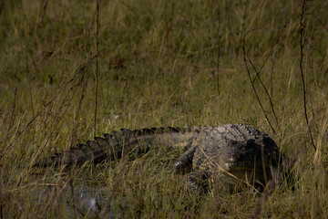 Crocodile on the bank