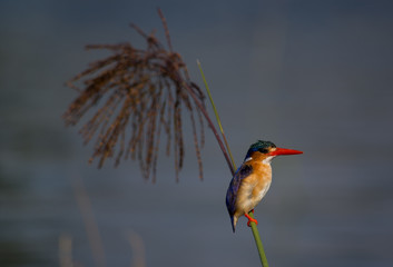 Malachite Kingfisher