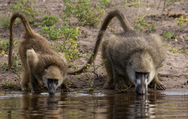 Baboons drinking